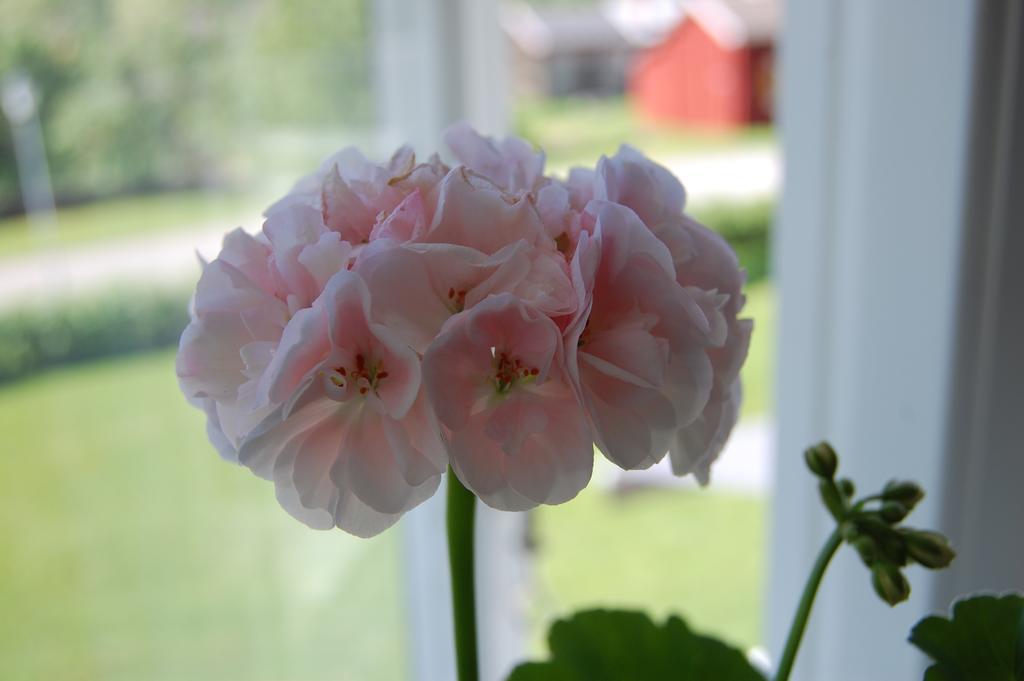 Brunnsgarden Bed & Breakfast خيليفْتيا المظهر الخارجي الصورة